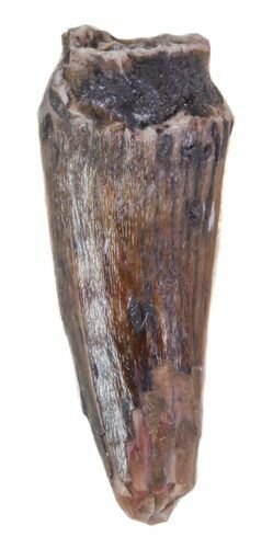 Partial Phytosaur Anterior Tooth - Arizona #62426